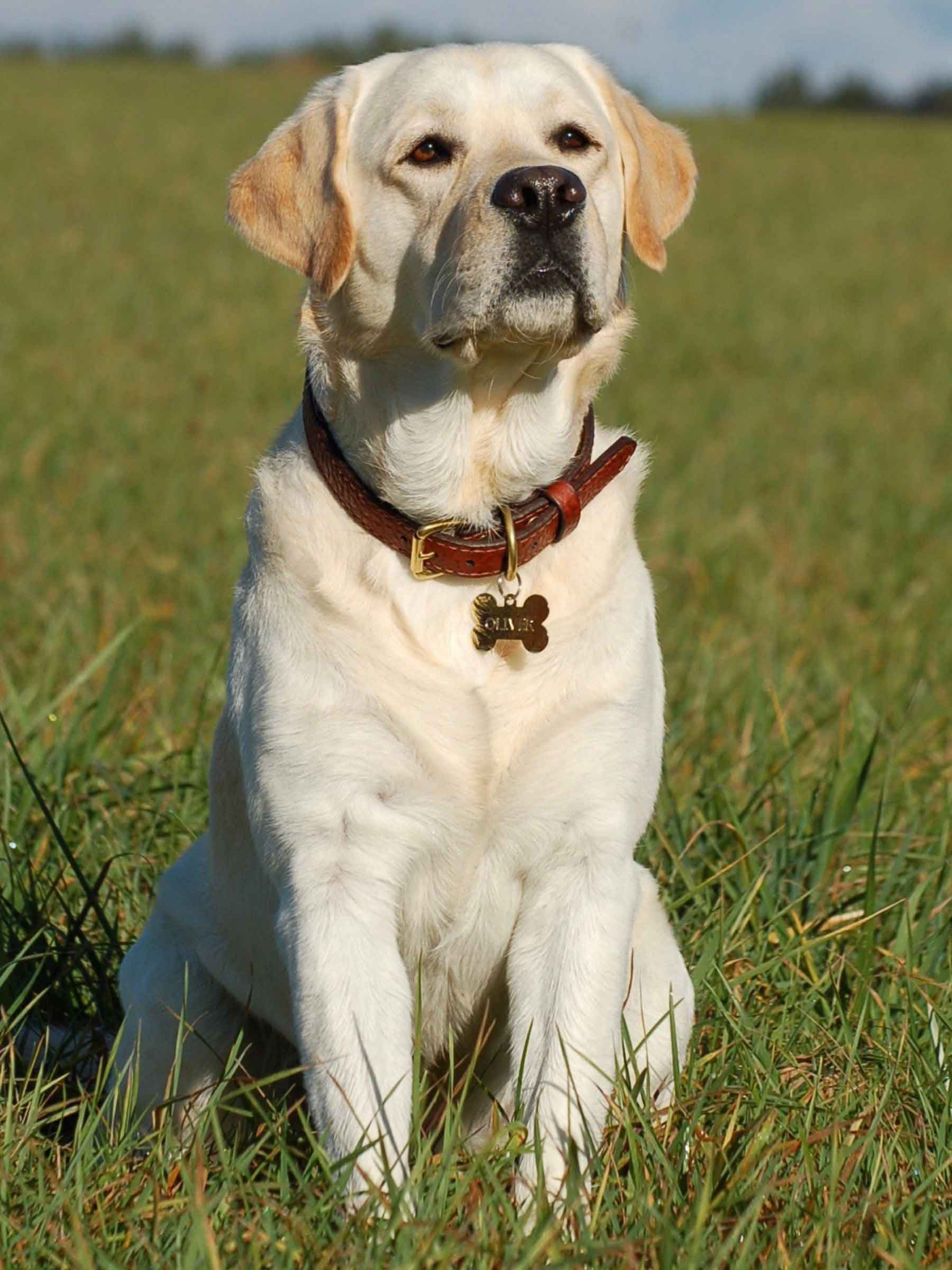 BISON DOG COLLAR